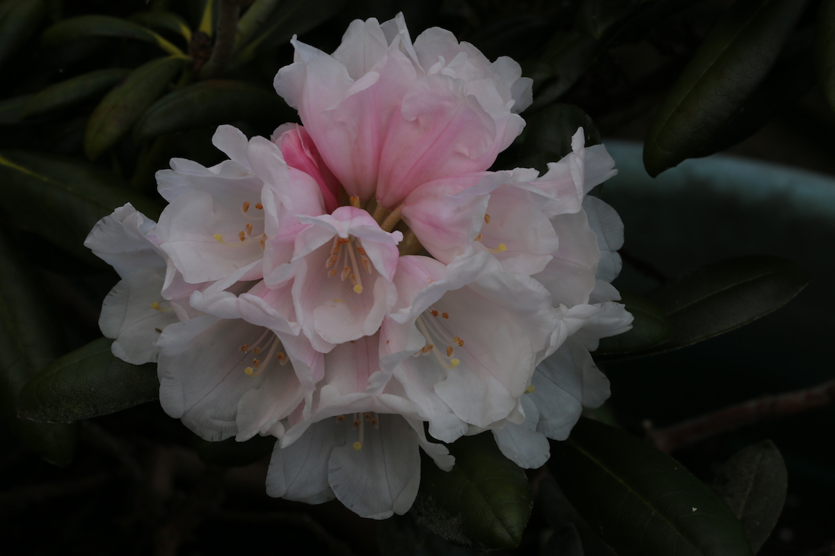 R. yakushimanum ‘Koichiro Wada’ AGM